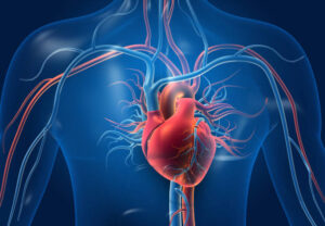 How Your Circulatory System Works